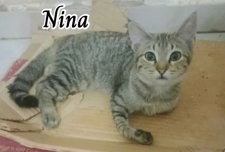 NINA PARA ADOÇÃO 