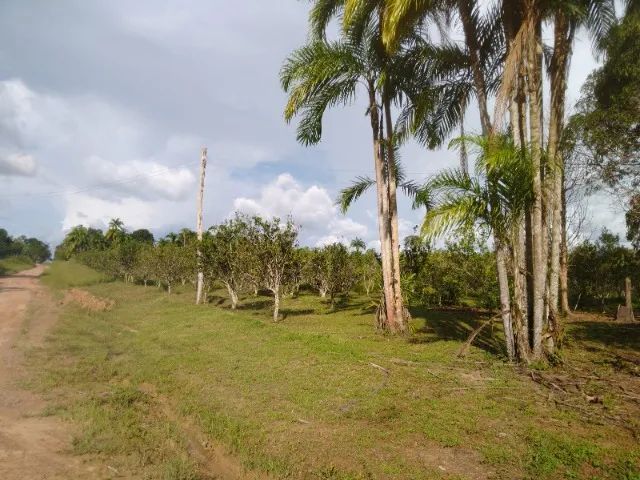 Lote 60 hectares  - Foto 6