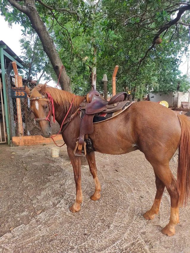 Horse bridle - Gumtree