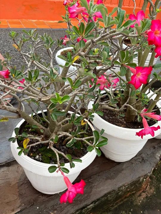 Vendo Rosas do Deserto  - Foto 6