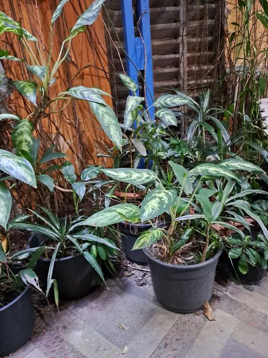 Plantas Tropicais & Ornamemtais - Foto 2