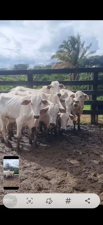 Nelore extra bezerro IATF 