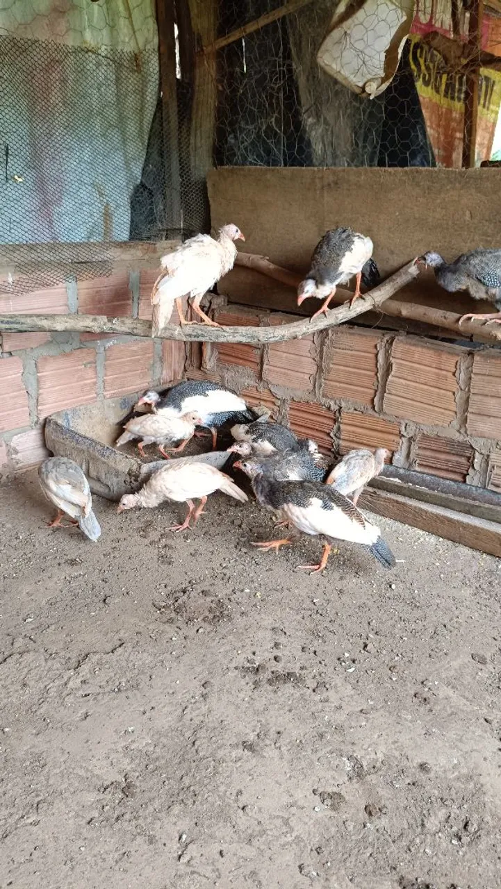Filhotes de galinha de Angola