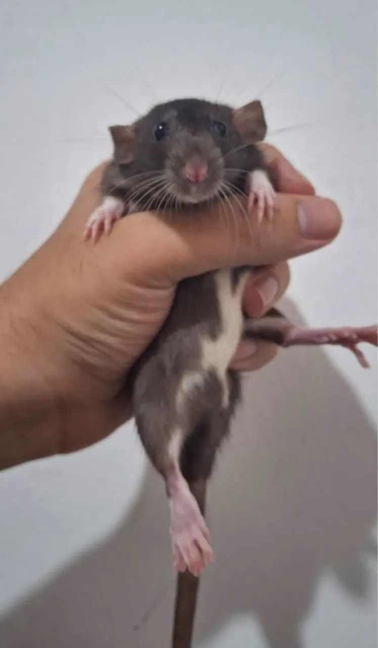 Rato twister  - Foto 3