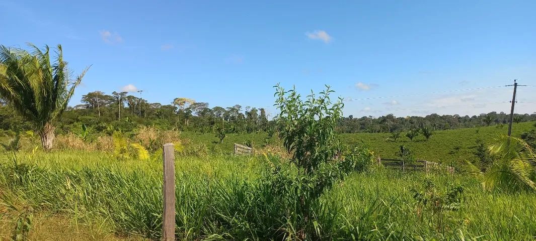 fazenda liberdade  - Foto 4
