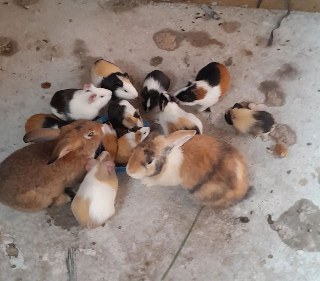 Vendo porquinho da india  - Foto 6