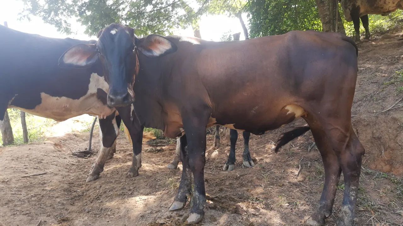 Duas bezerras leiteiras à venda - Foto 2