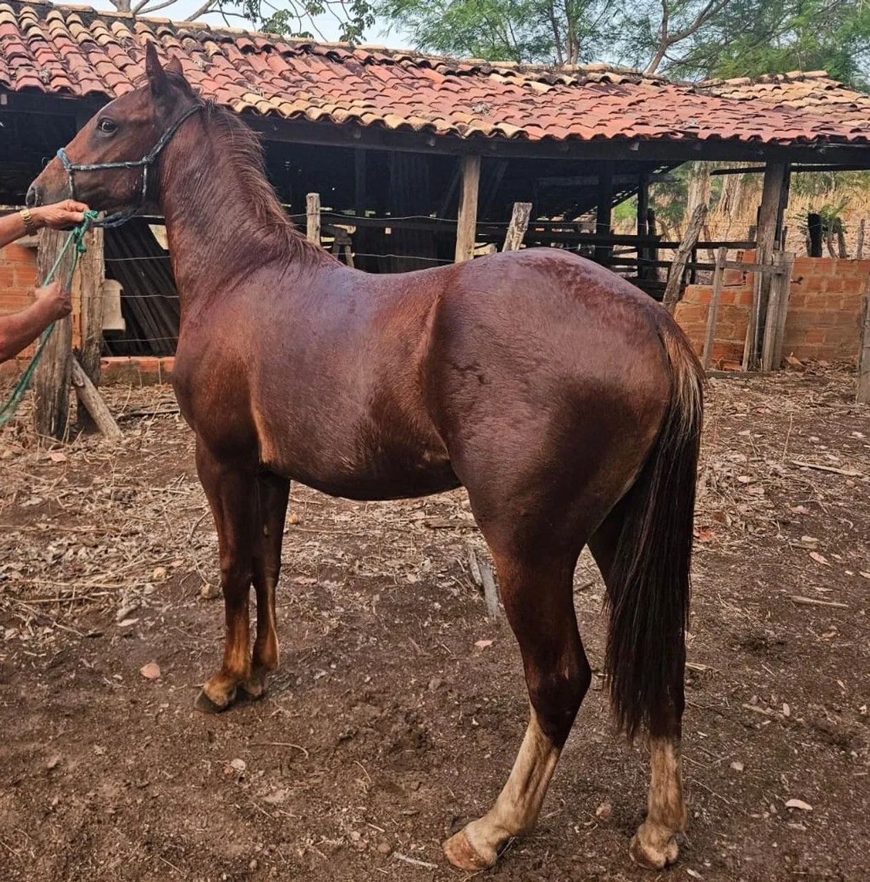 Vendo potro quarto de milha 