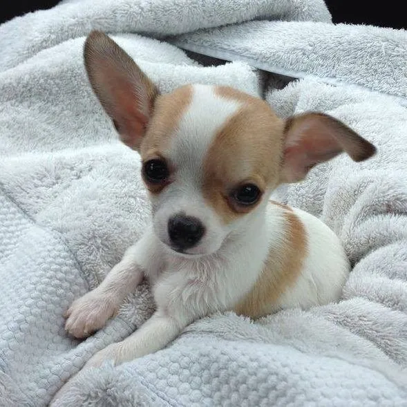 Chihuahua Mini - Um Pequeno Cheio de Amor!