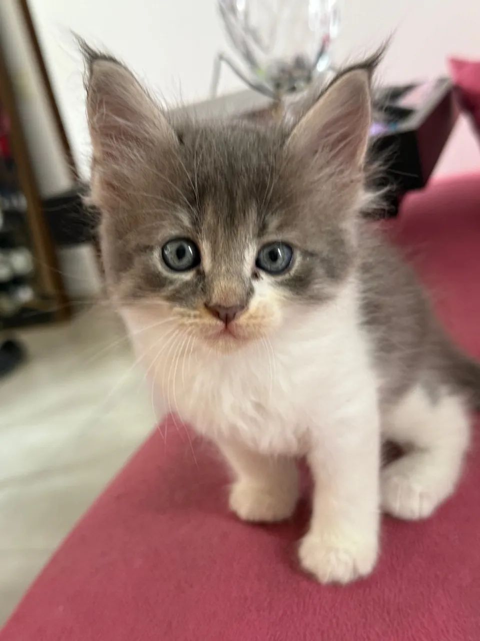 Filhote Maine Coon - Foto 6