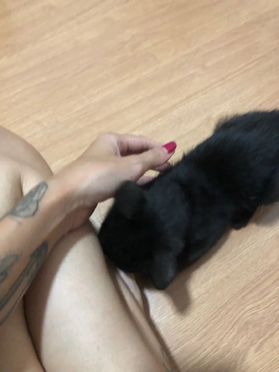 Gatinho preto lindo para adoção - Foto 4