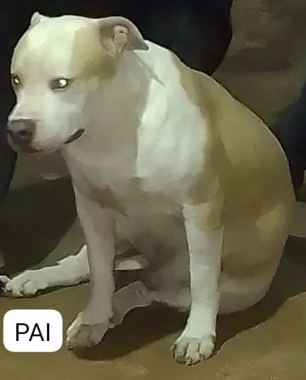  Filhotes PITBULL American TERRIE  - Foto 3