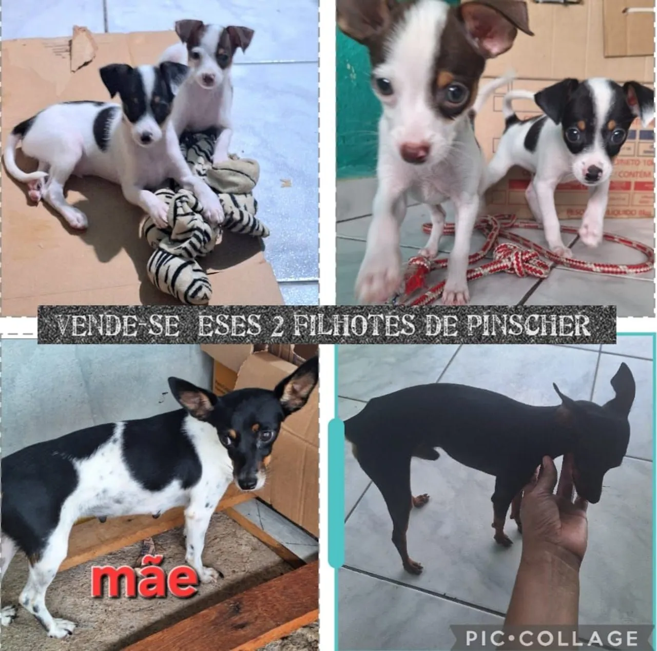 Filhotes de Pinscher