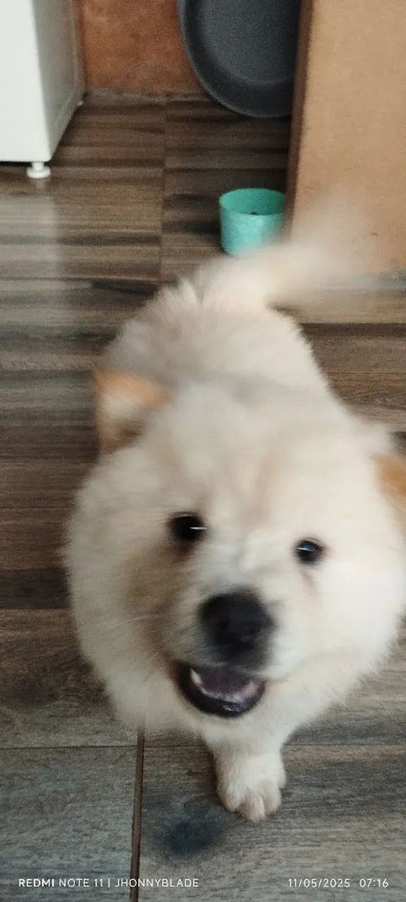 Cachorro Chow-Chow