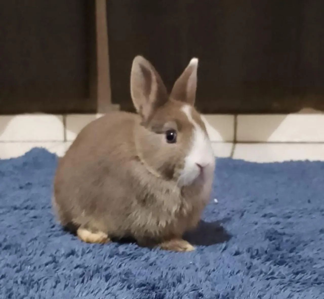 Coelho64706126075265120