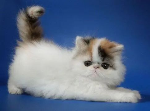  Persas pra entrega em 4 dias 