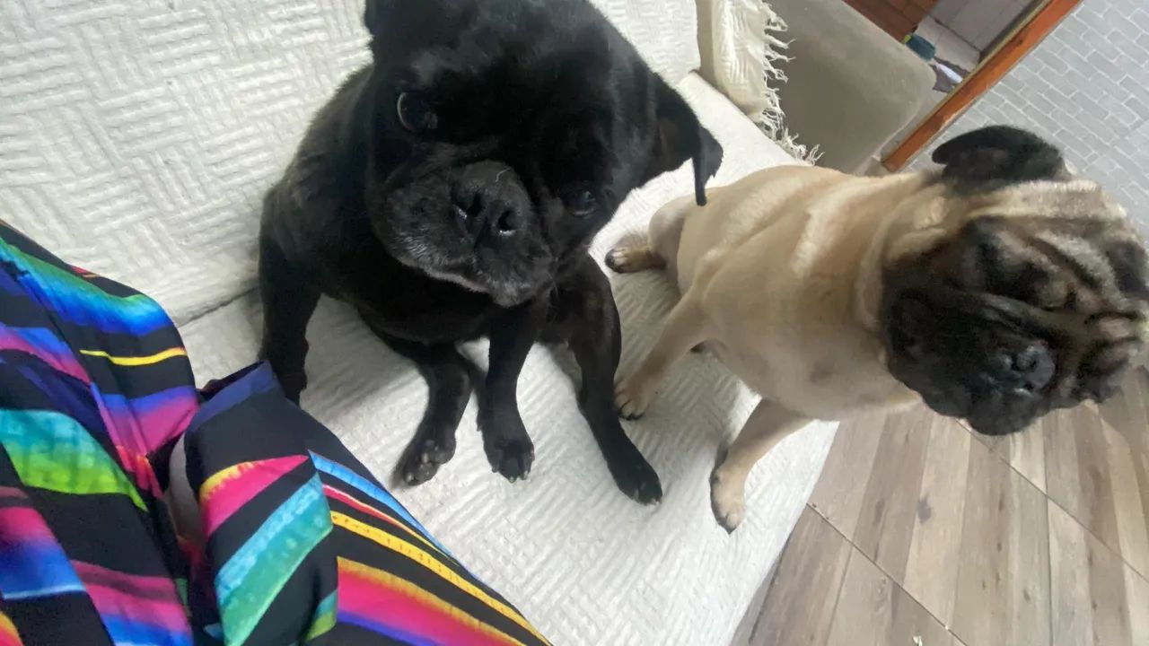 Fêmea de pug black prenha 