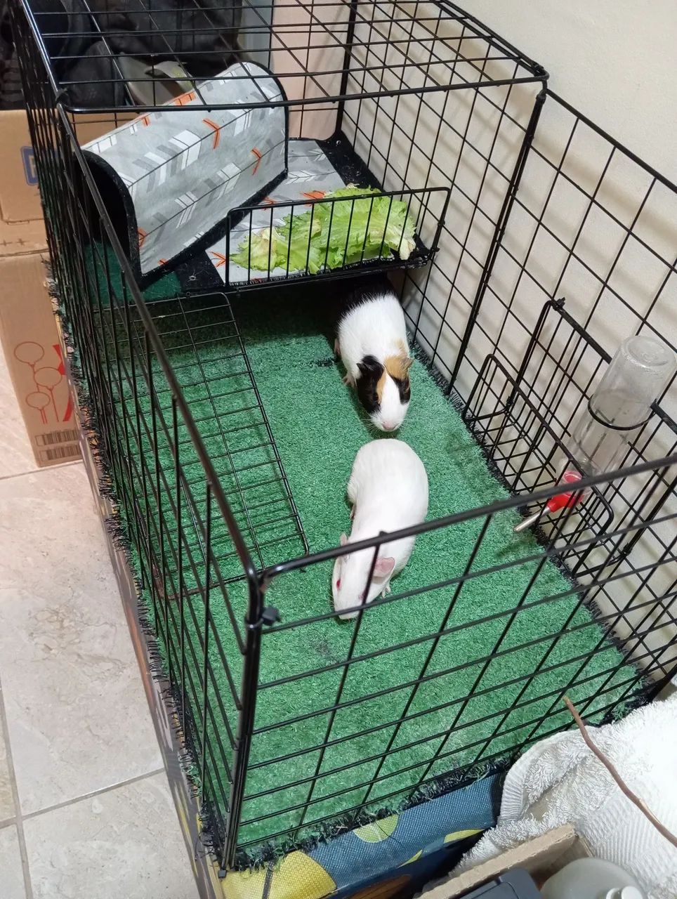 Porquinhos da Índia para adoção - Foto 3