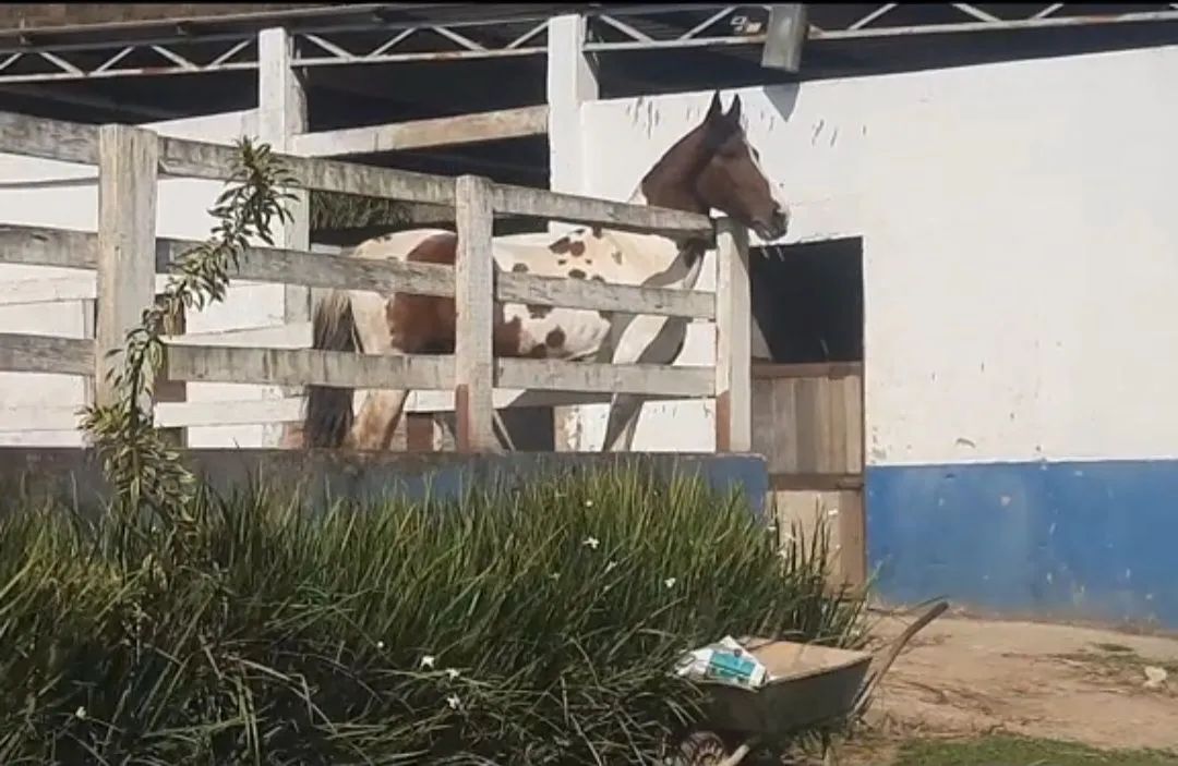 Cavalo garanhao homozigoto pampa vendo 30 x 400,00 - Foto 2