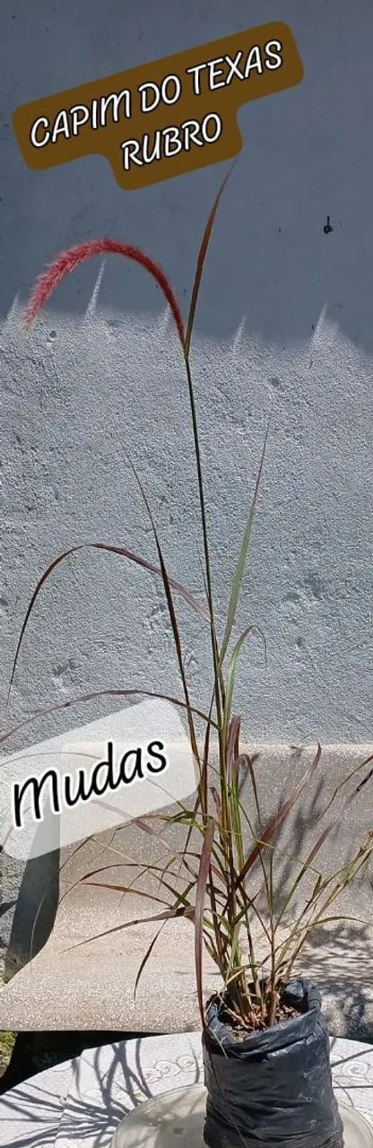 Muda de Capim do Texas Rubro - Foto 2