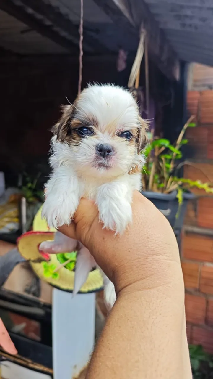 Filhote Shih Tzu micro