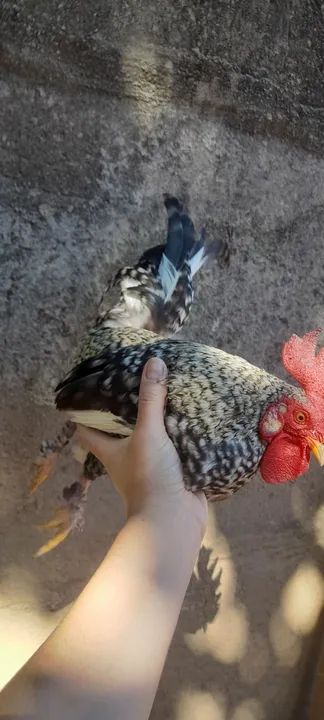 Galo, galinha garnizé, caipira e de granja (preço pelas 4 unidades)