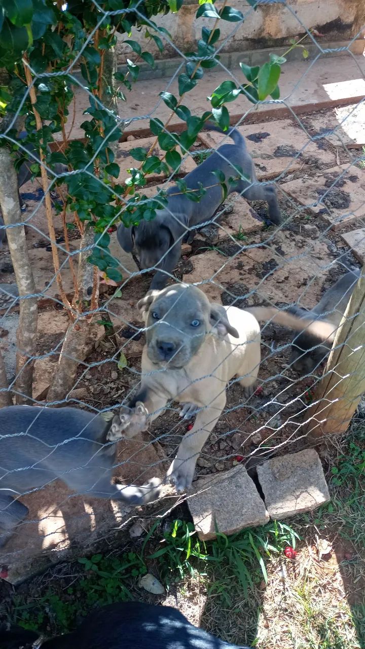 Filhote cane corso - Foto 3