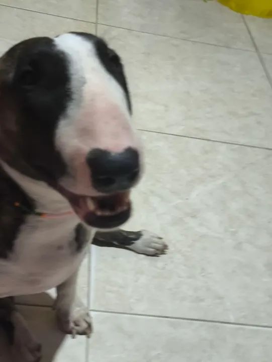 Bull terrier  - Foto 3