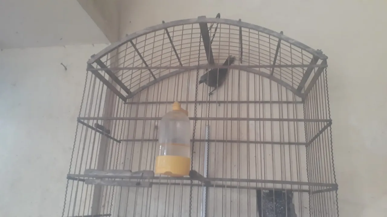 Gaiola no pé