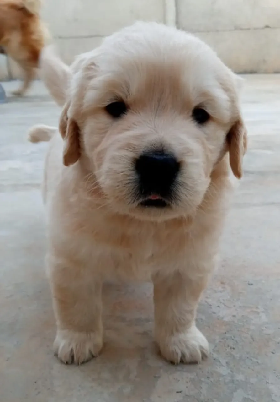Lindos bebês goldens