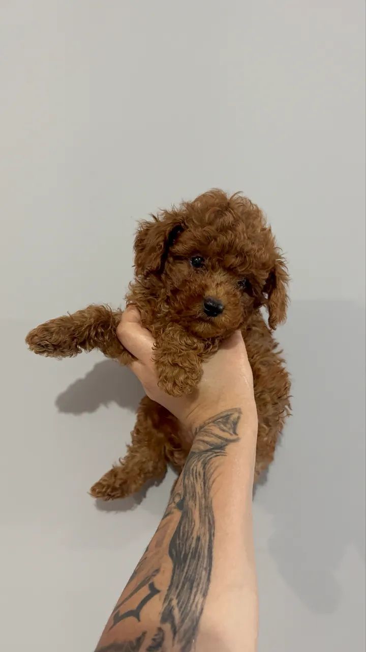 Poodle Toy Red/Black Mini - Lindo e Carinhoso! - Foto 2