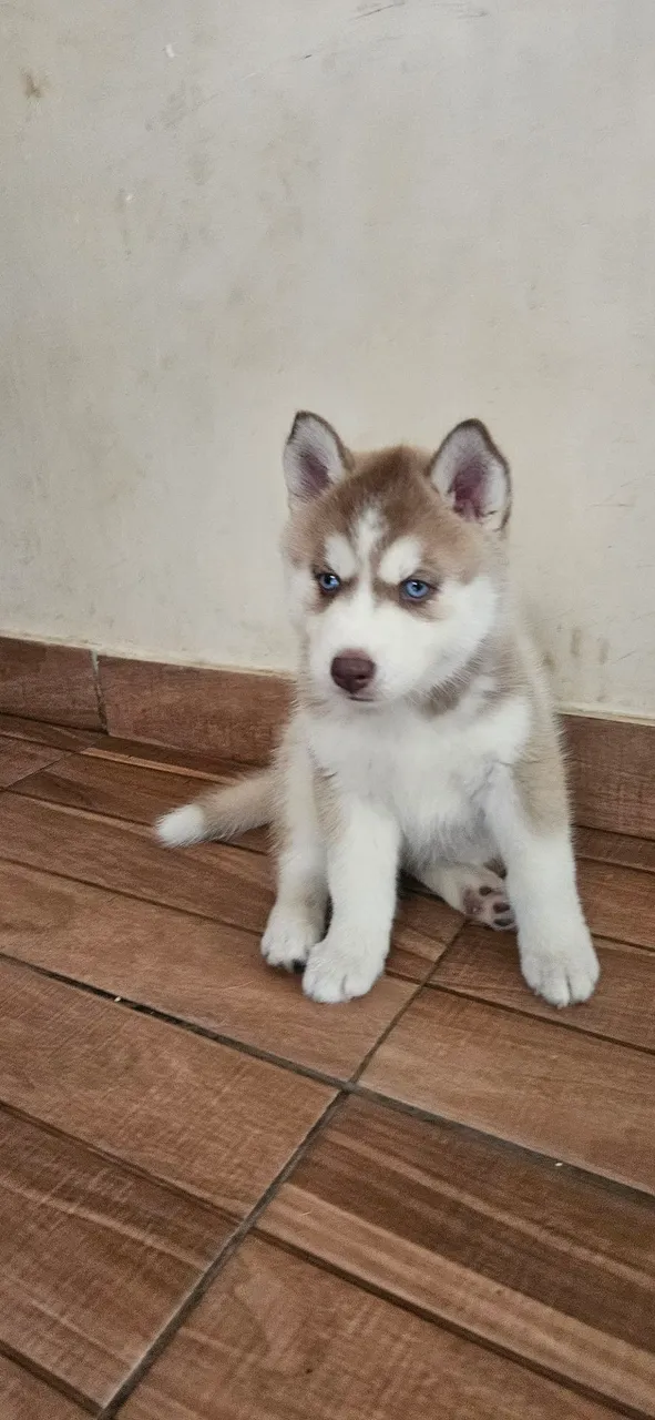 Filhote de Husky Siberiano - Olhos Azuis