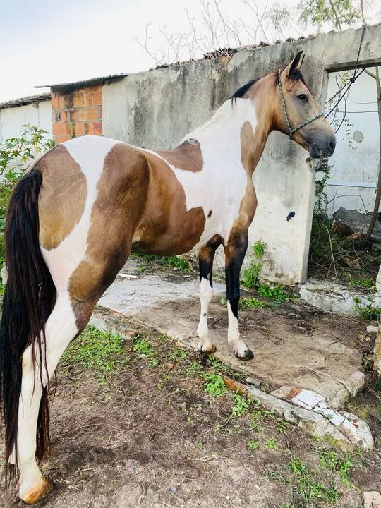 Cavalo Mangalarga Marchador - Foto 3