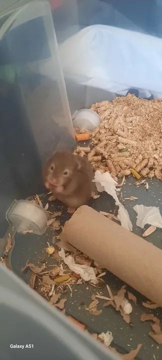 Hamster Filhote - Foto 3