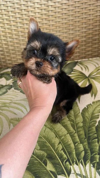 Yorkshire Terrier os menores da raça  - Foto 3