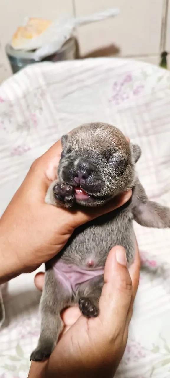 Filhote de Bulldog Francês