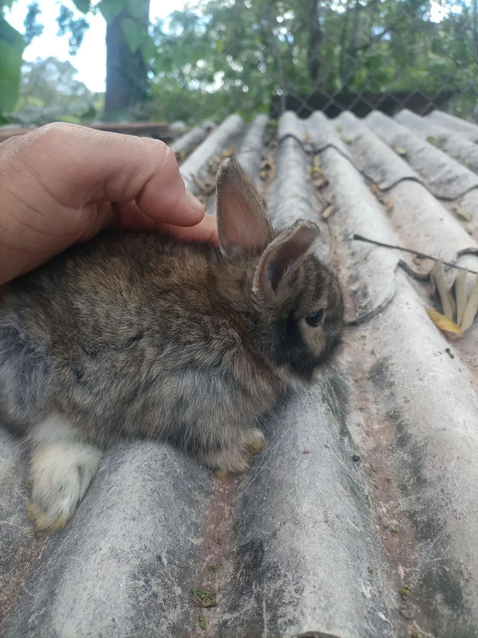 Mini laon 64551629873922121