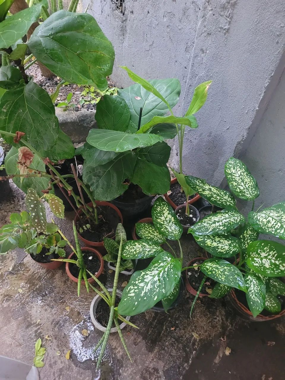 Mudas de plantas - Foto 5