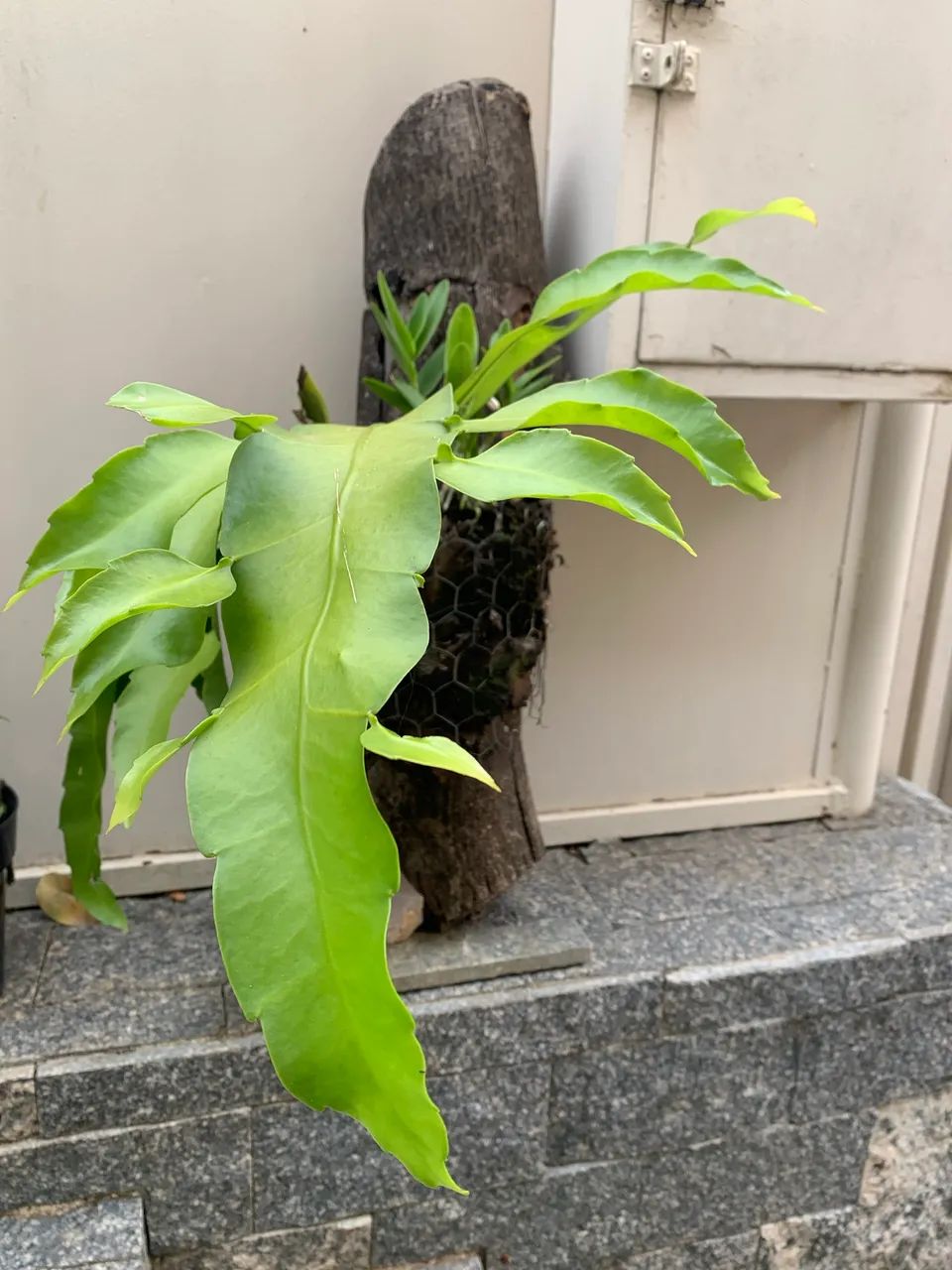 ORQUÍDEA DAMA DA NOITE  - Foto 2