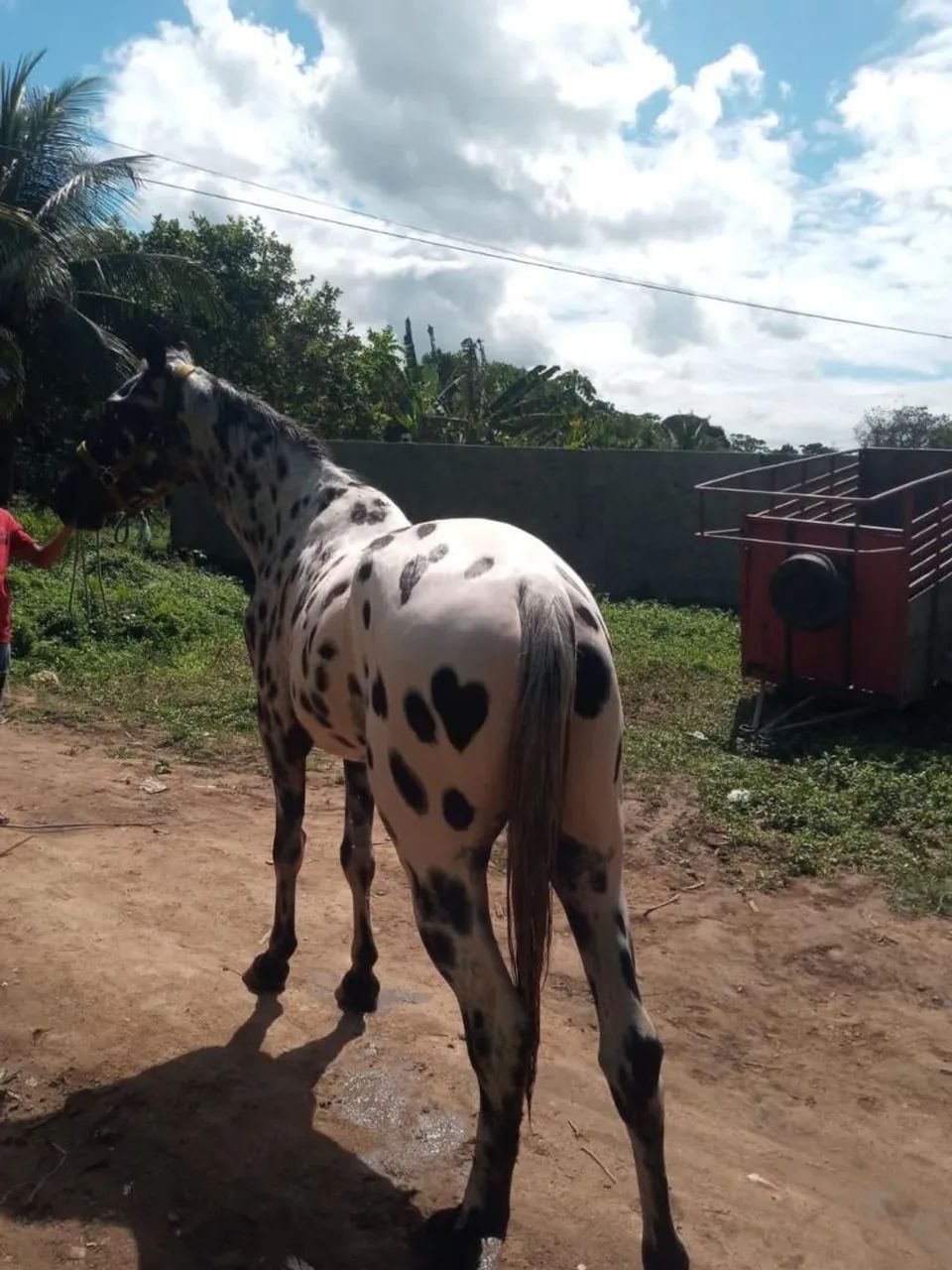 Potro Appaloosa  - Foto 2