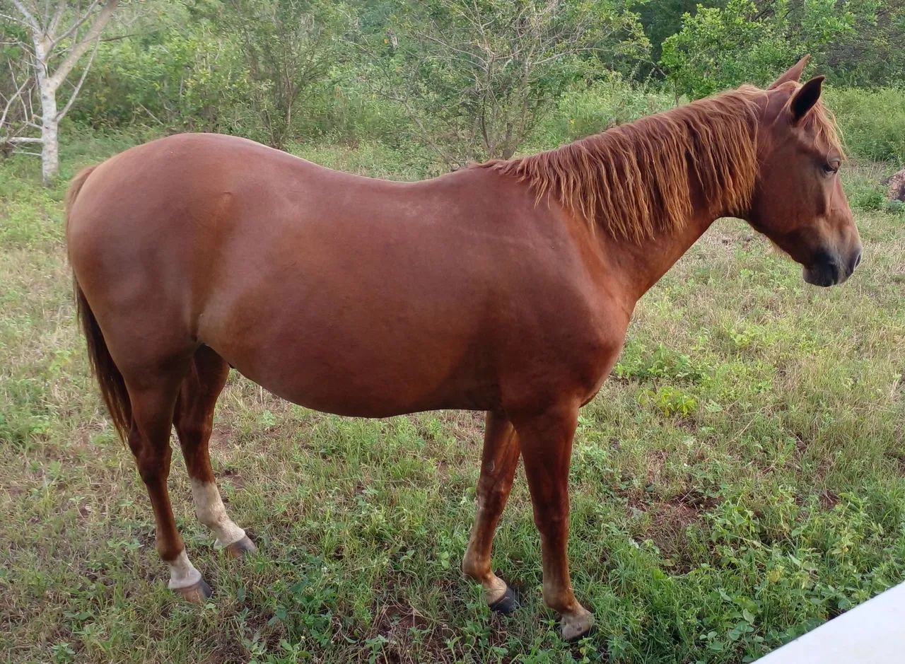 Cavalo a venda em São Paulo do Potengi  - Foto 3