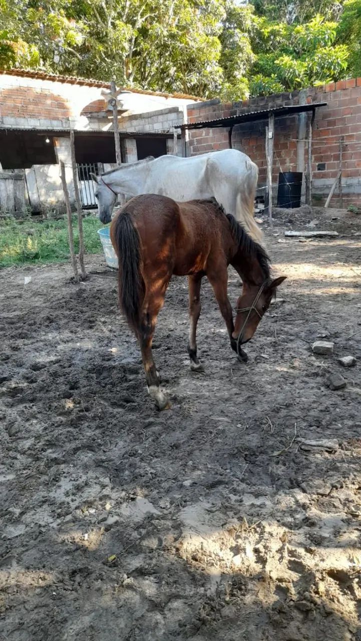 Égua com potro 2.000 - Foto 4