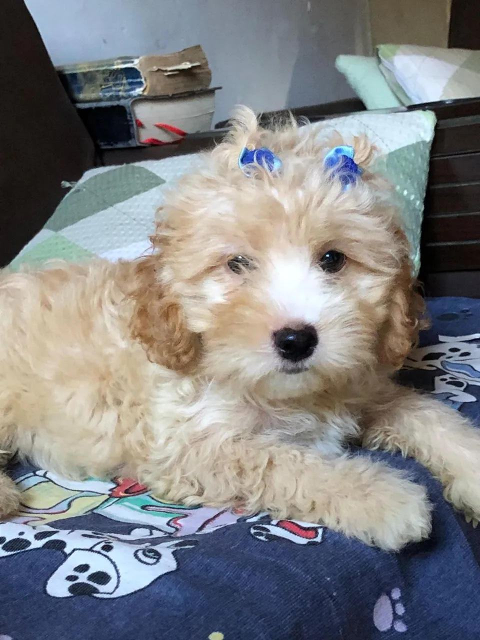 Filhotes de Poodles