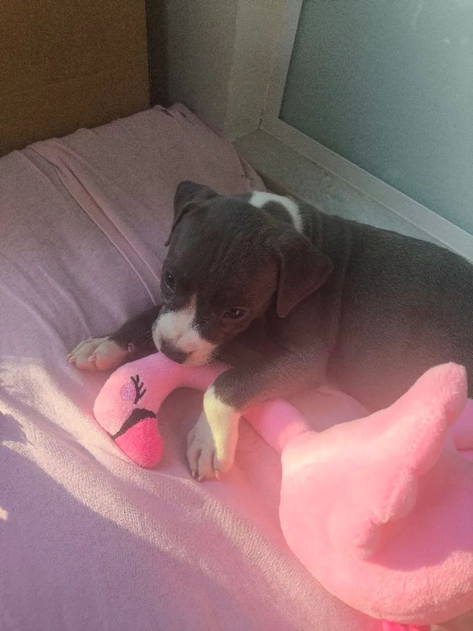 Filhote de American bully blue - Foto 5