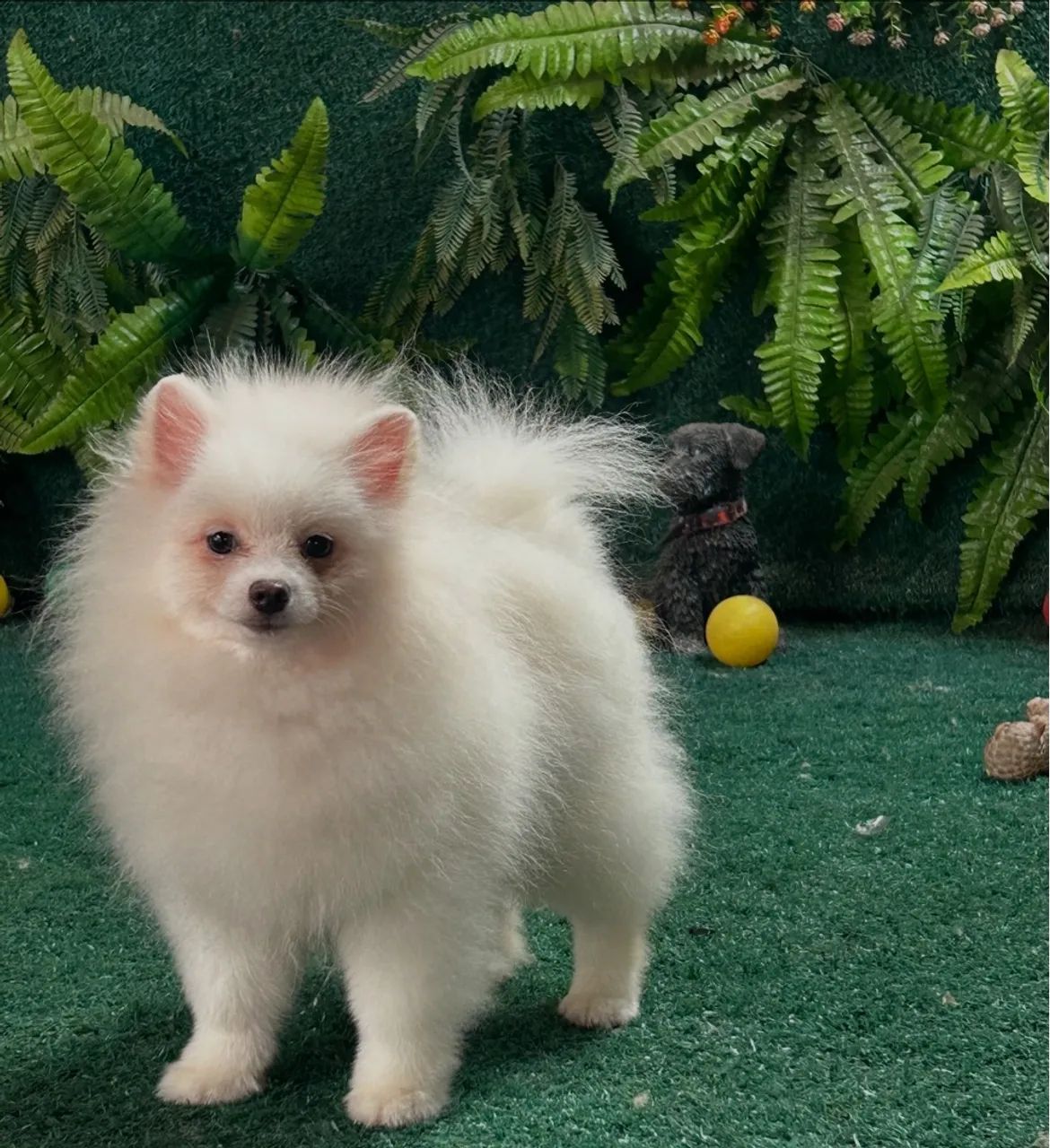 Lulu Pomerania  - Foto 2