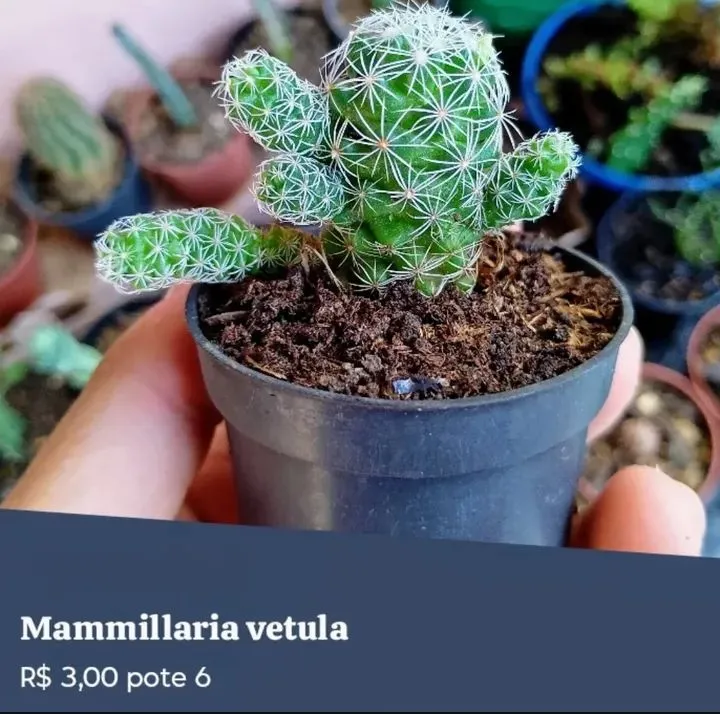 PLANTAS E SUCULENTAS