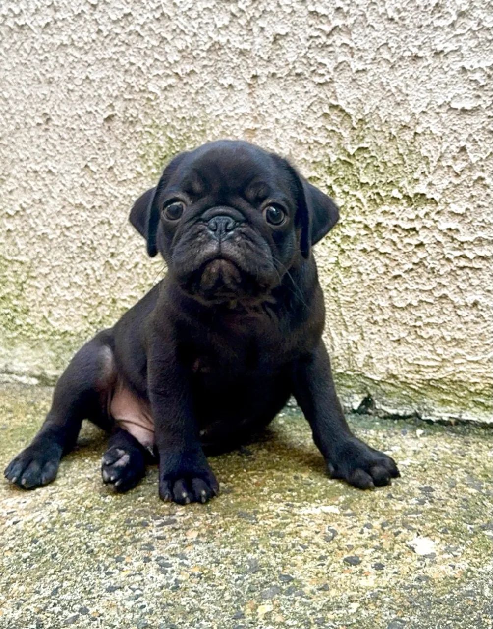 Filhote Pug de raça pura - Foto 2