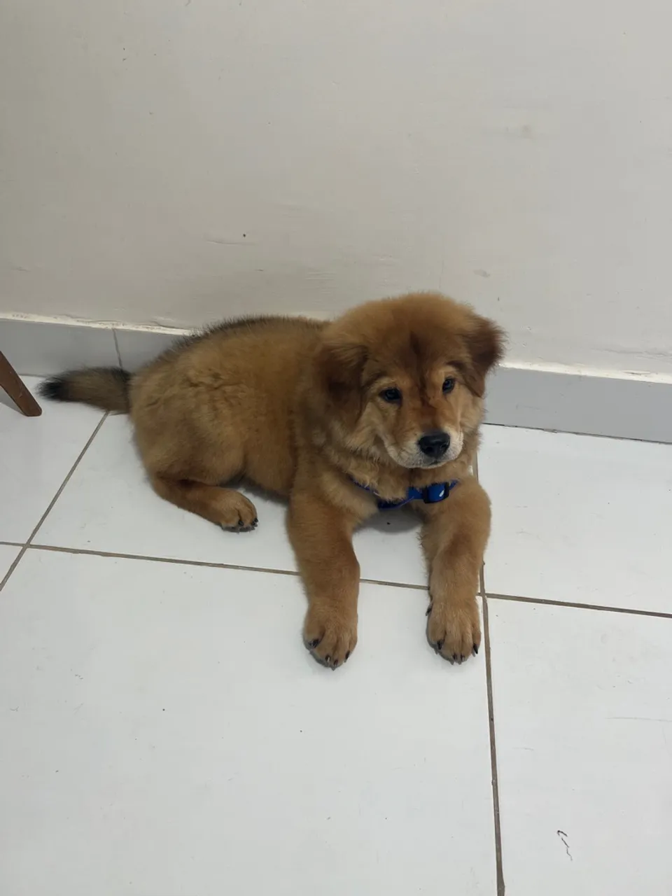 Filhote Chow-Chow 7 mês