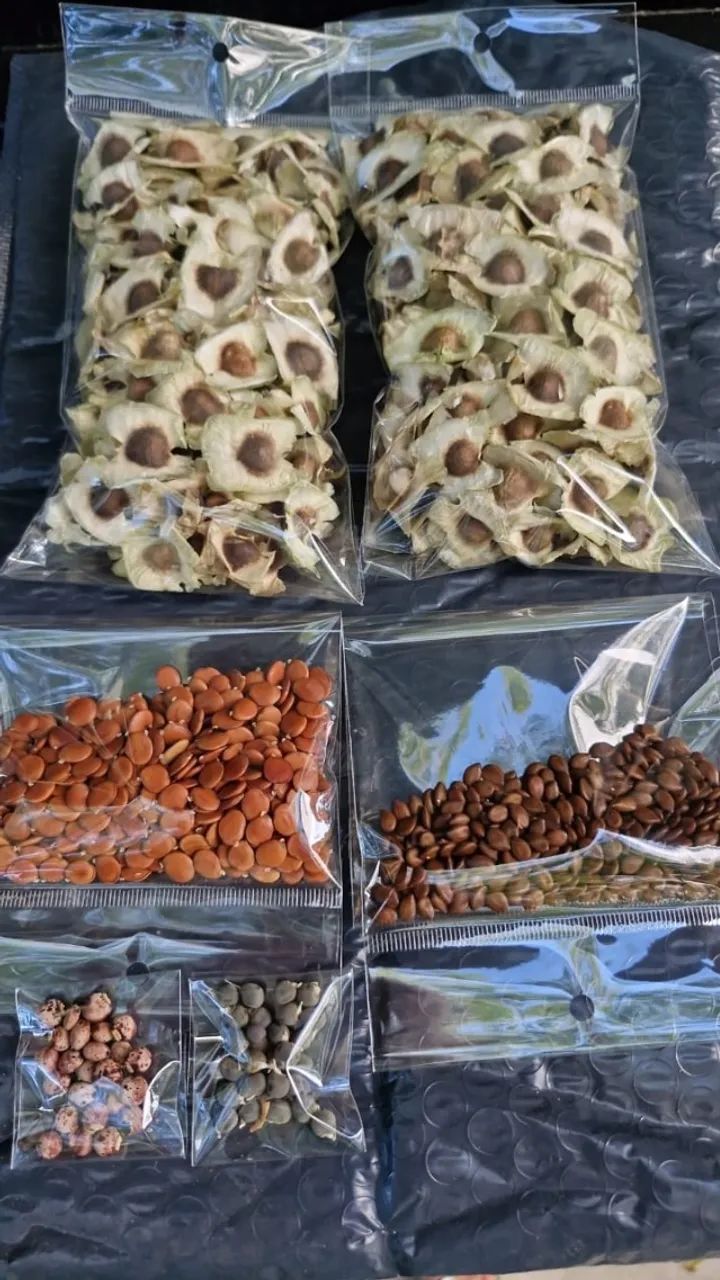 KIT 800 SEMENTES SILAGEM! MORINGA+ LEUCENA + GLIRICÍDIA + GUANDU
