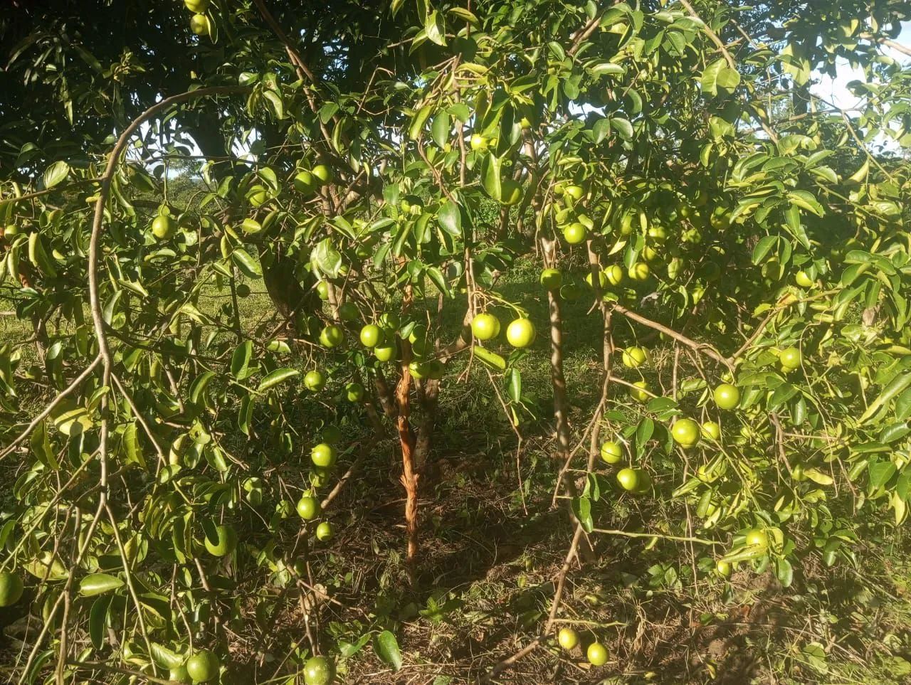 Chácara na cidade de aparecida  - Foto 5